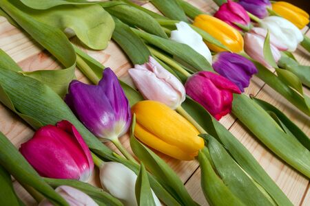 A bouquet of color tulips on the floor. A gift to a women day. Spring tulips flowers backgroundの写真素材