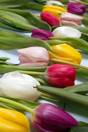 A bouquet of color tulips on the floor. A gift to a women day. Spring tulips flowers backgroundの写真素材