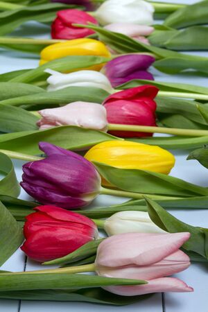 A bouquet of color tulips on the floor. A gift to a women day. Spring tulips flowers backgroundの写真素材