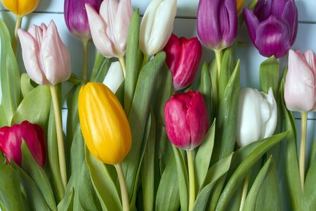 A bouquet of color tulips on the floor. A gift to a women day. Spring tulips flowers backgroundの写真素材