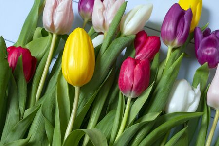 A bouquet of color tulips on the floor. A gift to a women day. Spring tulips flowers backgroundの写真素材