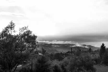 Healthy green trees in a mountains of old spruce, fir and pine. Spruce trees down the hill to coniferous forest in fog at sunrise or sunsetの写真素材