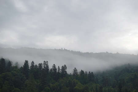 Healthy green trees in a forest of old spruce, fir and pine. Spruce trees down the hill to coniferous forest in fog at sunriseの写真素材