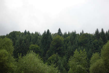 Healthy green trees in a forest of old spruce, fir and pine. Spruce trees down the hill to coniferous forest in fog at sunriseの写真素材