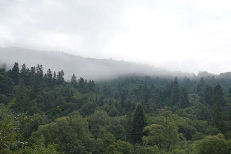 Healthy green trees in a forest of old spruce, fir and pine. Spruce trees down the hill to coniferous forest in fog at sunriseの写真素材