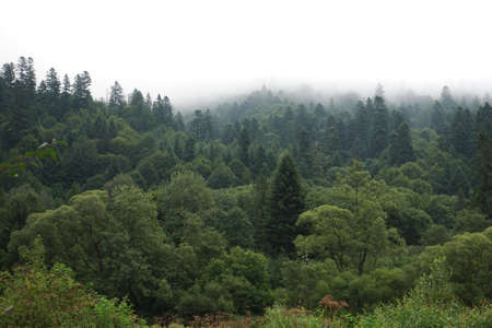 Healthy green trees in a forest of old spruce, fir and pine. Spruce trees down the hill to coniferous forest in fog at sunriseの写真素材