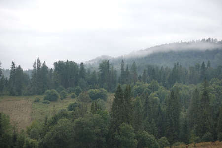 Healthy green trees in a forest of old spruce, fir and pine. Spruce trees down the hill to coniferous forest in fog at sunriseの写真素材