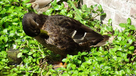 Brown duckのeditorial素材