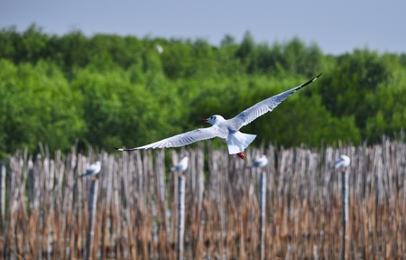 Flying seagullの写真素材