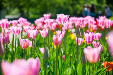 Beautiful spring flowers の写真素材