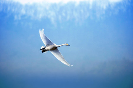 Whooper Swan (Cygnus cygnus) in flightの写真素材