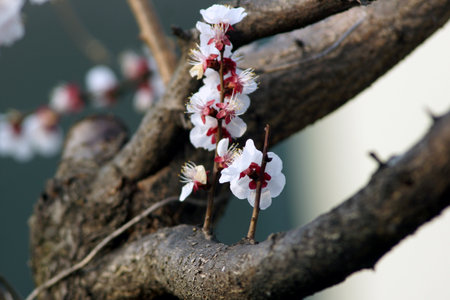 Apricot blossom in spring, close-up image.の写真素材