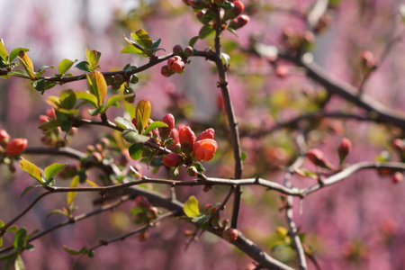 Branch of blossoming Japanese quince, Chaenomeles japonica