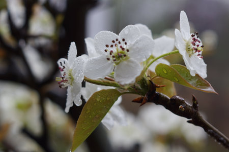 Pear blossom in early spring with raindrops on the petalsの写真素材