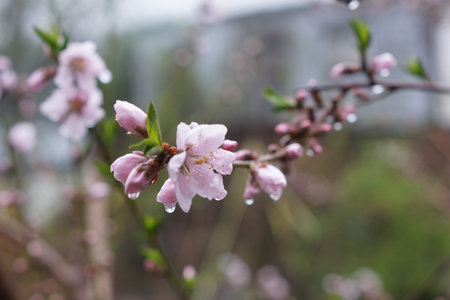 Peach blossom in spring, close-up, selective focusの写真素材