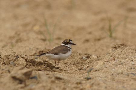 Little ringed plover, Charadrius dubius, single bird on ground, Warwickshire