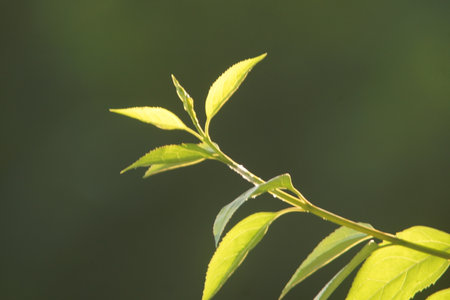 green tea leaves on a branch in the morning light, closeup of photo