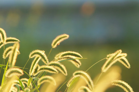 Grass flower in the morning with bokeh light background.