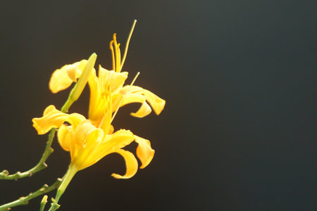 Yellow lily flower on black background. (Lilium)の写真素材