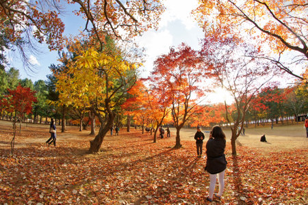 Autumn leaves in the park, south korea,Seoulの写真素材