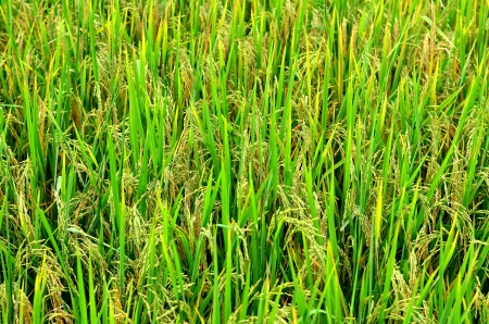 Leaves の写真素材