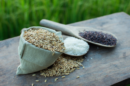 Against the backdrop paddy rice and rice fields.の写真素材