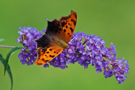 Question Mark butterfly on purple butterfly bush flowers
