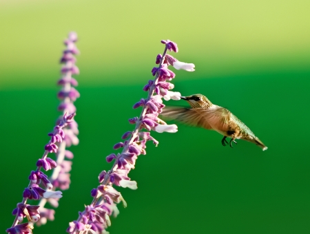 Hummingbird on purple salvia flowersの写真素材