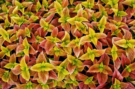 Colorful details of Coleus foliage plantの写真素材