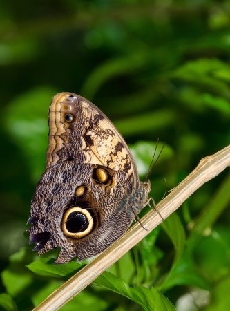 Owl butterfly (Caligo)の写真素材