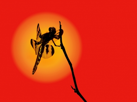 Dragonfly silhouetteの写真素材
