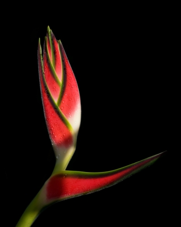 Tropical Heliconia flower on black backgroundの写真素材