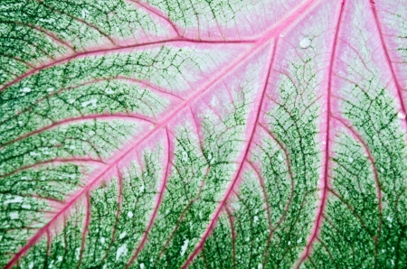Caladium leaf detailの写真素材