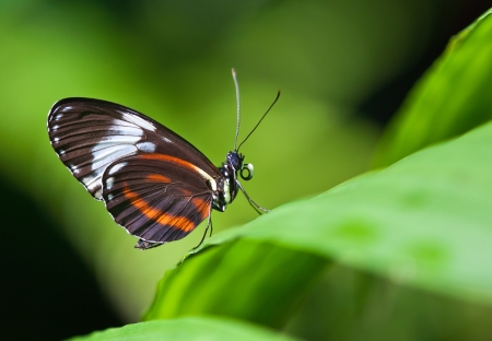 Cydno Longwing butterfly (Heliconius Cydno)