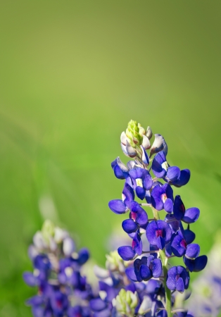 Texas Bluebonnets  Lupinus texensis の写真素材