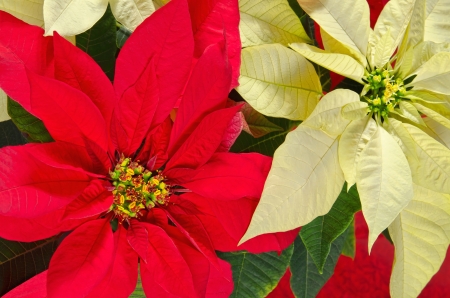 Red and cream colored poinsettia flowers (Euphorbia pulcherrima)の写真素材