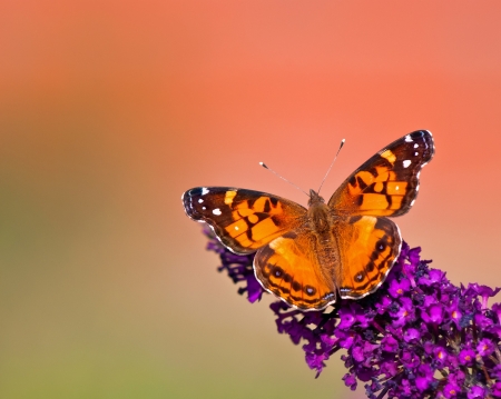 American Lady (Vanessa virginiensis) butterfly feeding on butterfly bush flowersの写真素材