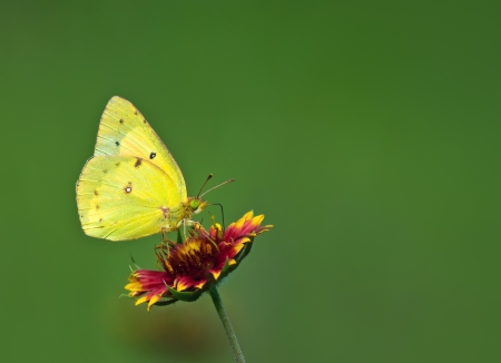 Orange Sulphur (Colias eurytheme) butterfly feeding on Indian Blanket flowerの写真素材