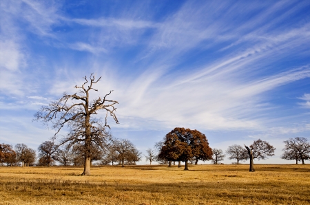 Cloud formation and blue Texas sky over winter scenic treesの写真素材