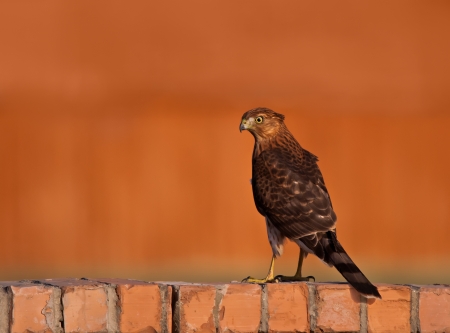Coopers Hawk standing on a fence against blurred brick wall の写真素材
