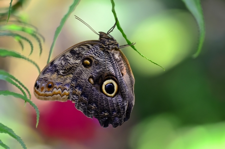 Owl butterfly (Caligo) is a large, tropical butterfly, named for eyespots on the underside of the lower wing. の写真素材