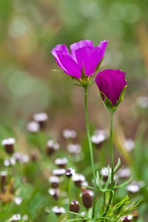 Colorful winecup wildflowers (Callirhoe involucrata) blooming on the meadowの写真素材