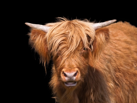 Scottish Highland cattle closeup against dark background Scottish Highland cattle closeup against dark background