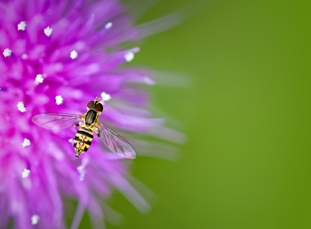 Hoverfly on thistle flower against green background with copy space の写真素材