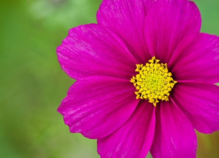 Closeup of bright, fuchsia colored Cosmos flower against green backgroundの写真素材