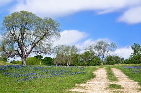 Texas bluebonnet vista along country road with beautiful blue sky and white cloudsの写真素材