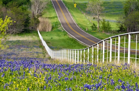 Bluebonnets and yellow wildflowers along the side of the rolling road with white fence in Texasの写真素材