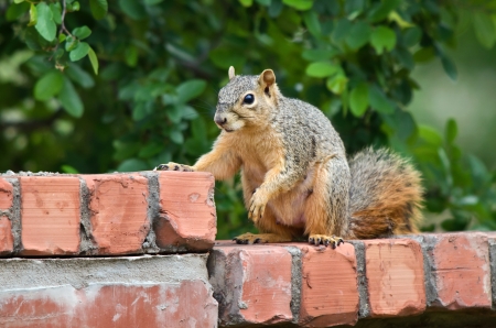 Squirrel sitting on a brick fence and looking for foodの写真素材