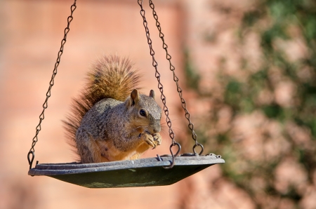Squirrel eating seeds from a bird feederの写真素材
