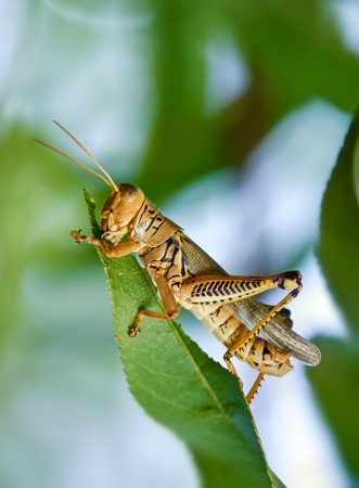 Grasshopper eating and destroying leaves from peach treeの写真素材